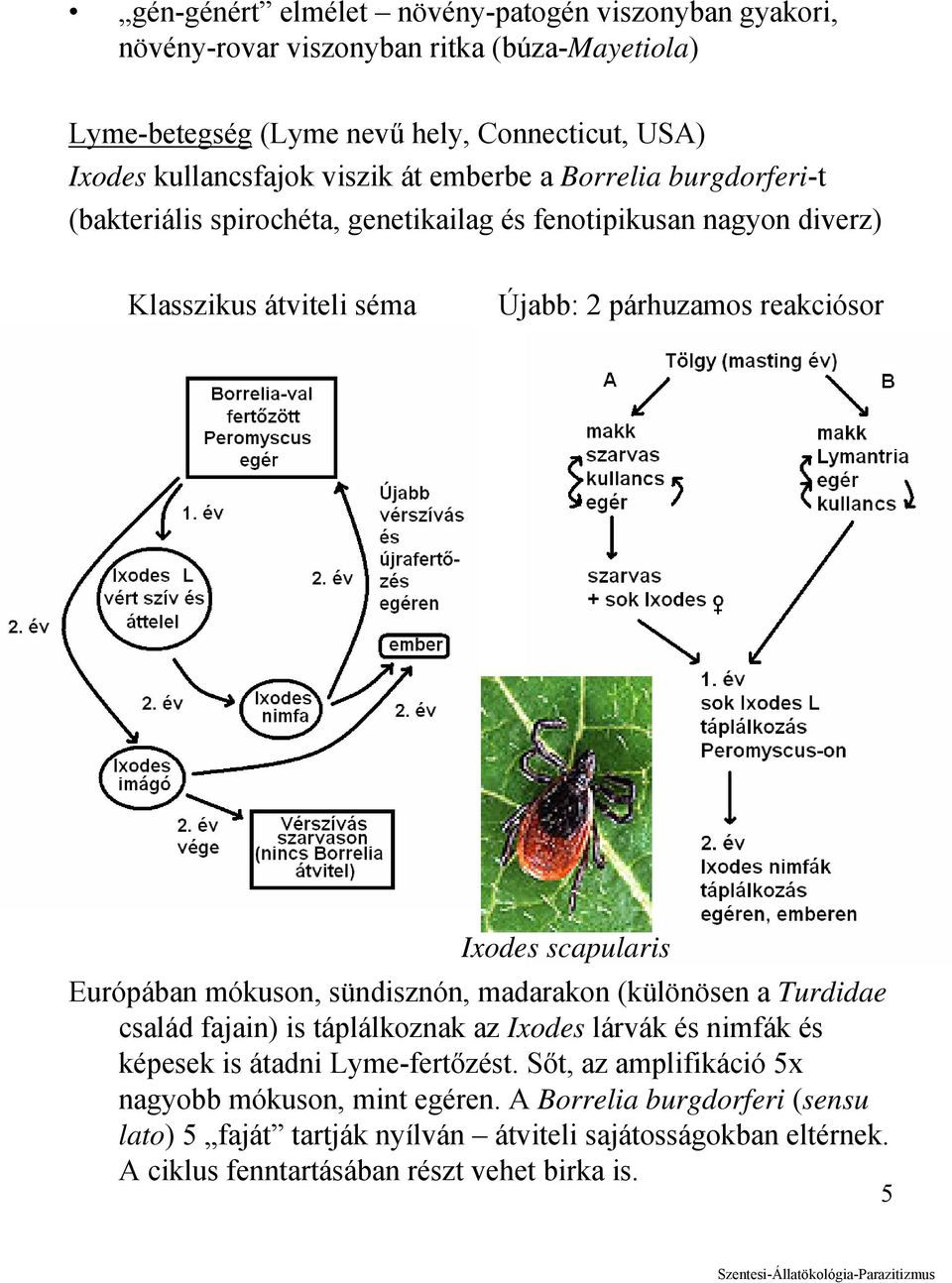 scapularis Európában mókuson, sündisznón, madarakon (különösen a Turdidae család fajain) is táplálkoznak az Ixodes lárvák és nimfák és képesek is átadni Lyme-fertőzést.