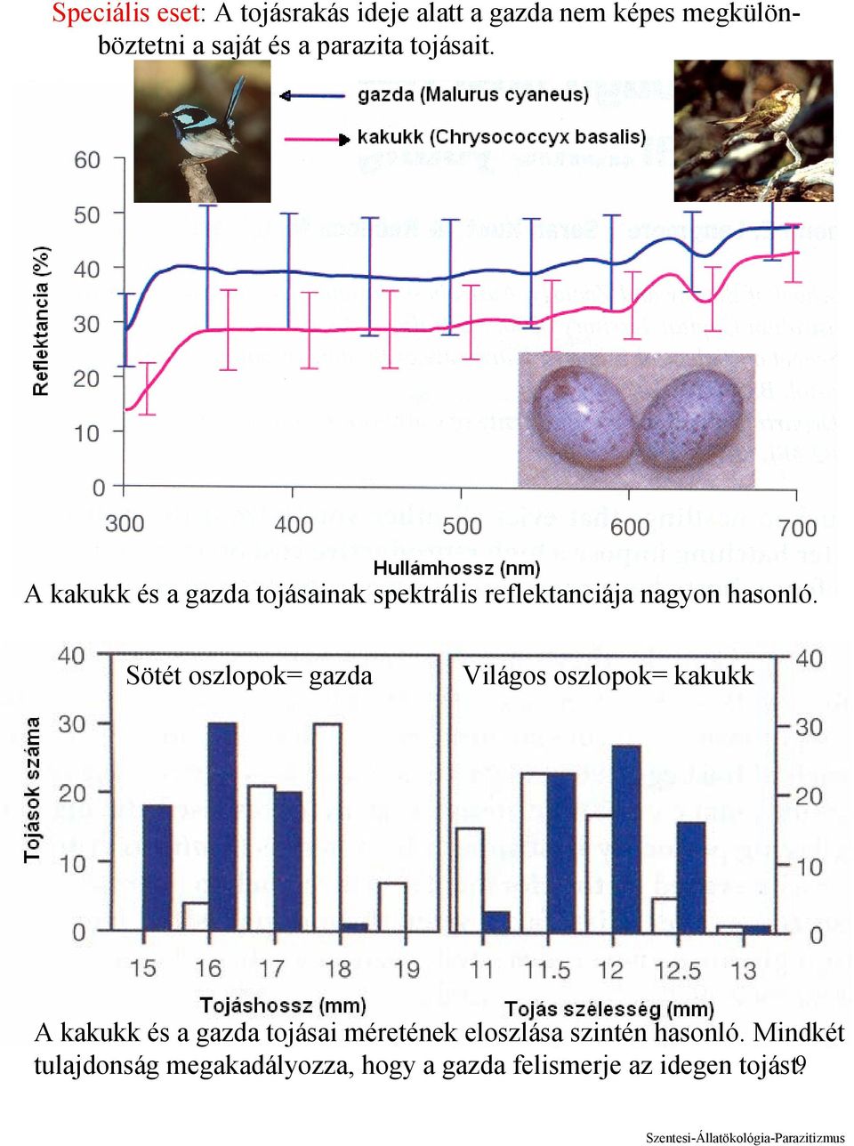 Sötét oszlopok= gazda Világos oszlopok= kakukk A kakukk és a gazda tojásai méretének