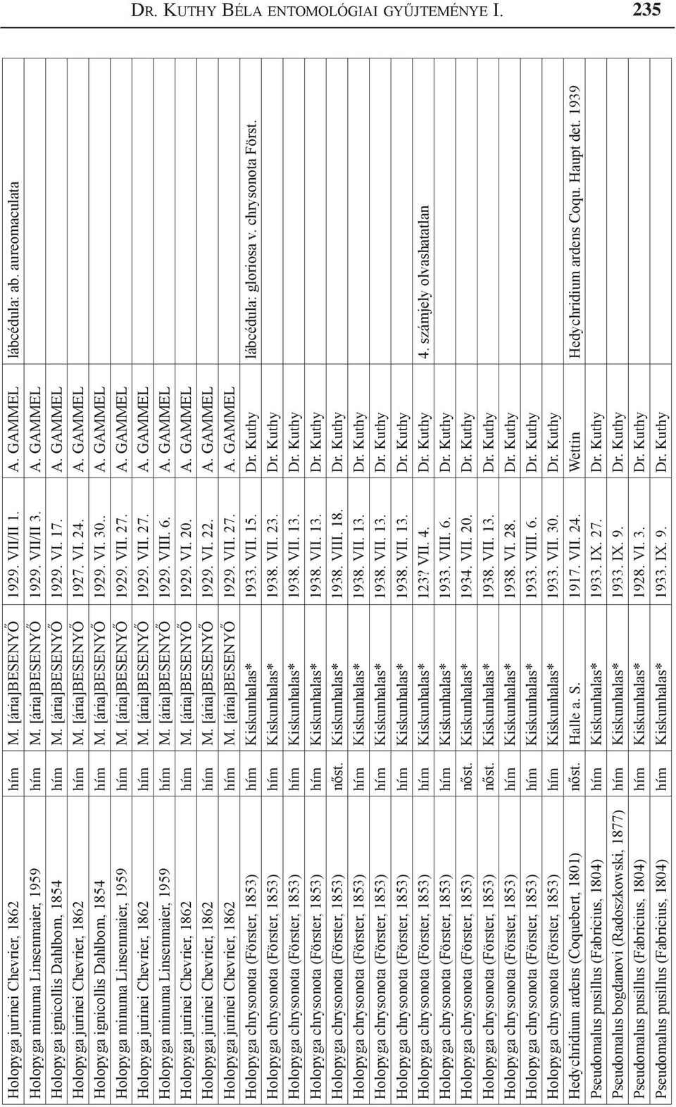 . A. GAMMEL Holopyga minuma Linsenmaier, 1959 hím M. [ária]besenyő 1929. VII. 27. A. GAMMEL Holopyga jurinei Chevrier, 1862 hím M. [ária]besenyő 1929. VII. 27. A. GAMMEL Holopyga minuma Linsenmaier, 1959 hím M. [ária]besenyő 1929. VIII.