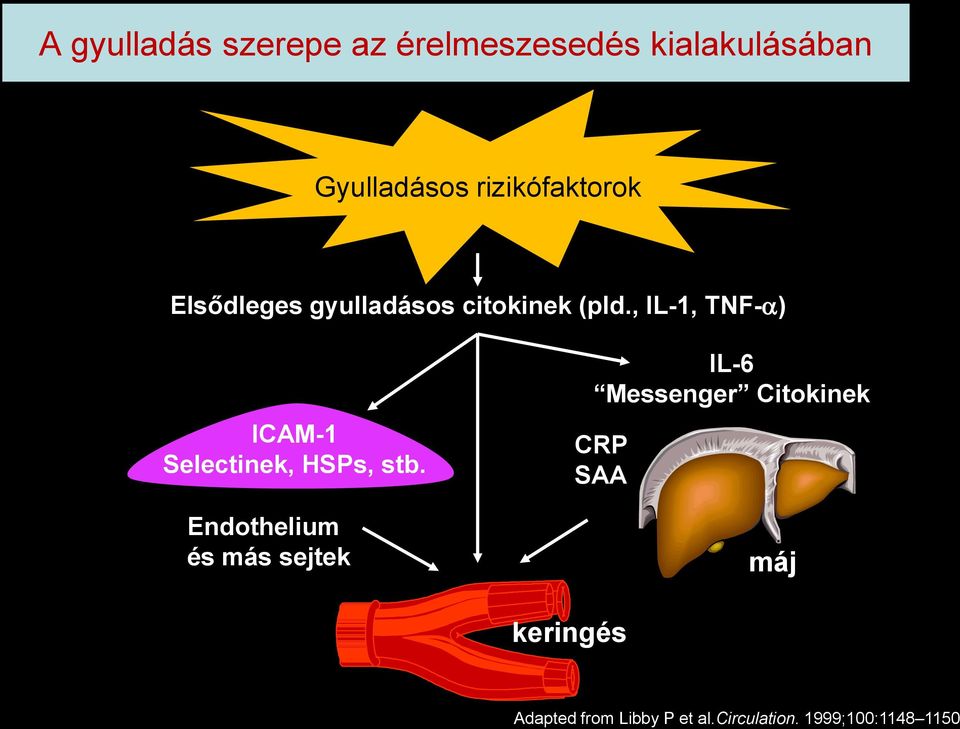 Gyulladásos rizikófaktorok Elsődleges gyulladásos citokinek (pld.