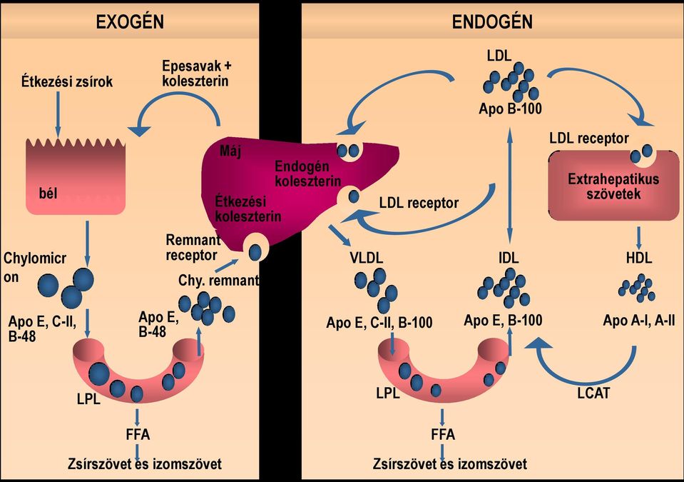 remnant VLDL LDL receptor IDL LDL receptor Extrahepatikus szövetek HDL Apo E, C-II, B-48 Apo