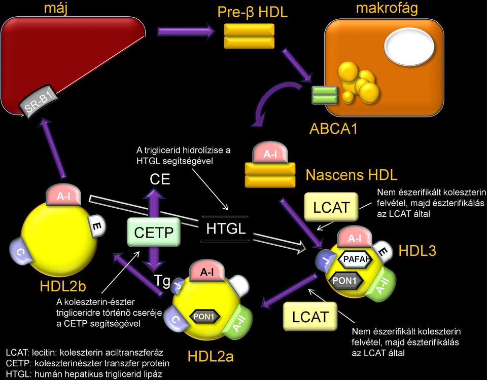 A triglicerid hidrolízise a HTGL segítségével A-I PON1 HTGL HDL2a A-I Nascens HDL LCAT LCAT A-I PAFAH PON1 Nem észerifikált