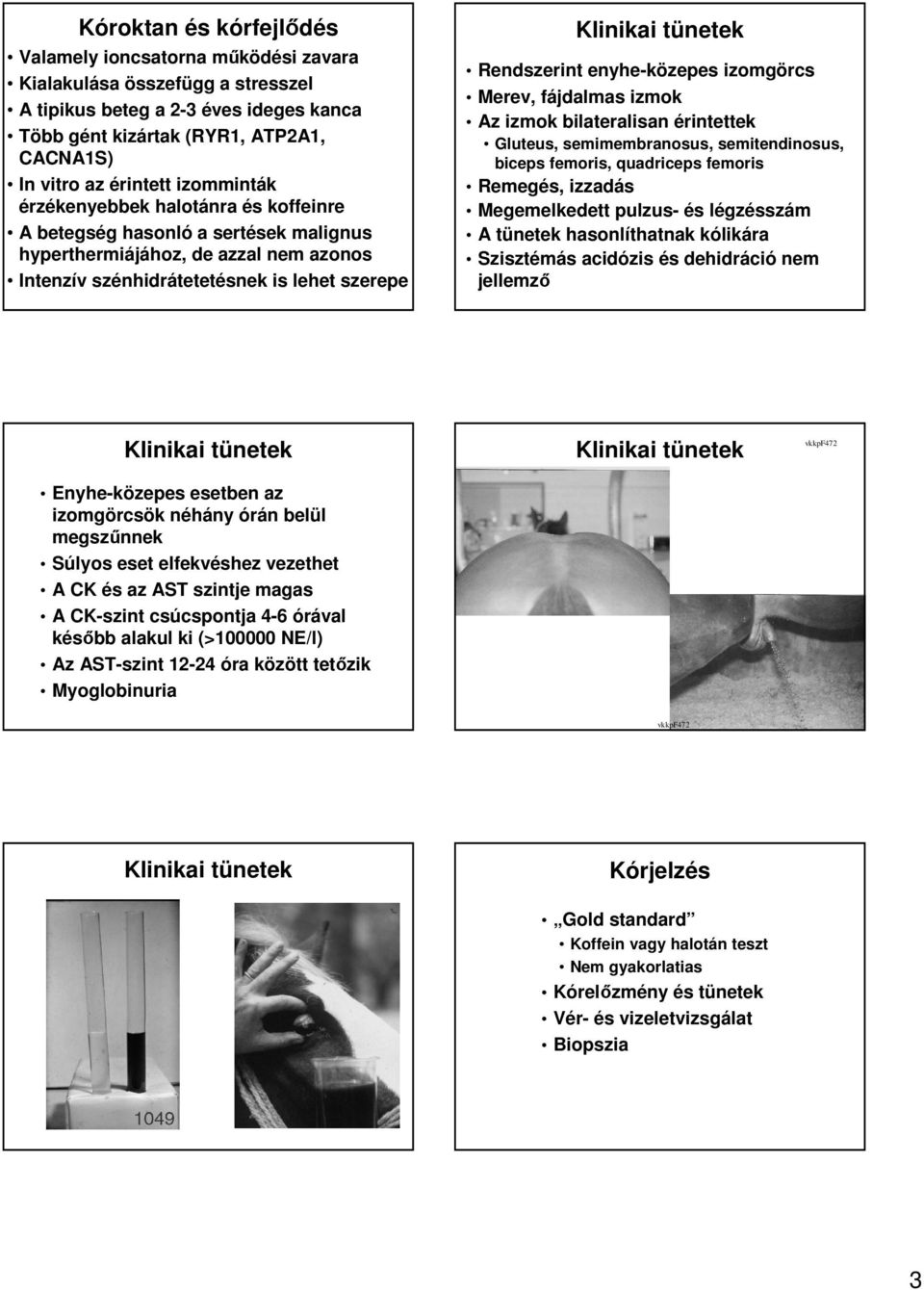 izomgörcs Merev, fájdalmas izmok Az izmok bilateralisan érintettek Gluteus, semimembranosus, semitendinosus, biceps femoris, quadriceps femoris Remegés, izzadás Megemelkedett pulzus- és légzésszám A