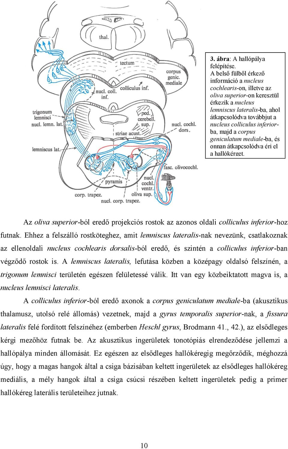 inferiorba, majd a corpus geniculatum mediale-ba, és onnan átkapcsolódva éri el a hallókérget. Az oliva superior-ból eredő projekciós rostok az azonos oldali colliculus inferior-hoz futnak.