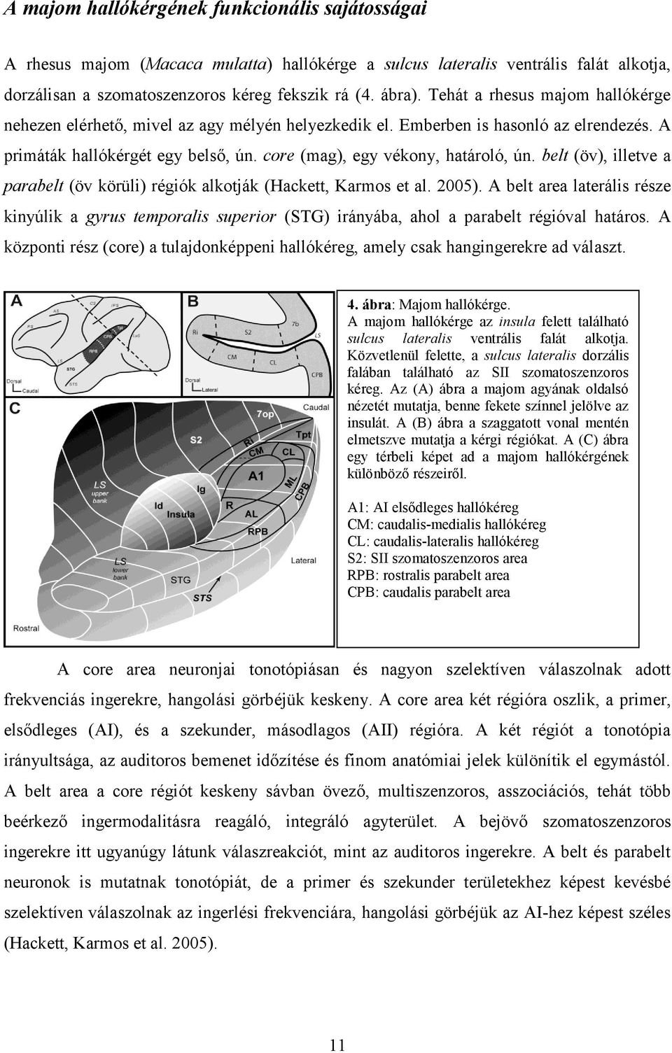 belt (öv), illetve a parabelt (öv körüli) régiók alkotják (Hackett, Karmos et al. 2005).