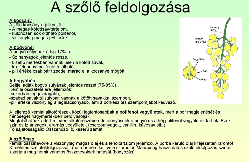 A bogyóhús Sejtjei adják bogyó súlyának jelentős részét.