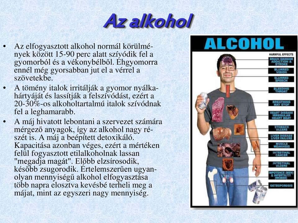 A máj hivatott lebontani a szervezet számára mérgező anyagok, így az alkohol nagy részét is. A máj a beépített detoxikáló.