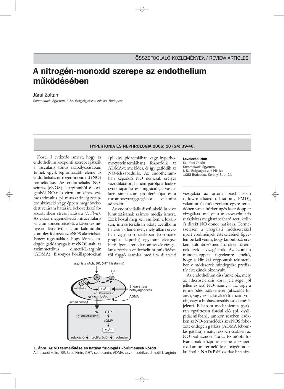 Ennek egyik legfontosabb eleme az endothelialis nitrogén-monoxid (N) termelõdése. Az endothelialis Nszintáz (ens) L-argininbõl és oxigénbõl N-t és citrullint képez számos stimulus, pl.