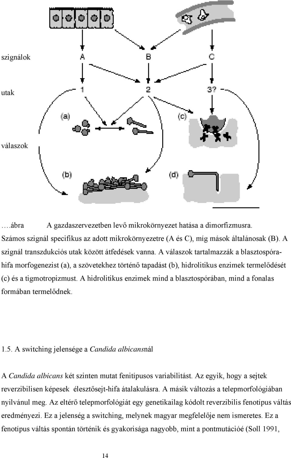 A válaszok tartalmazzák a blasztospórahifa morfogenezist (a), a szövetekhez történő tapadást (b), hidrolitikus enzimek termelődését (c) és a tigmotropizmust.