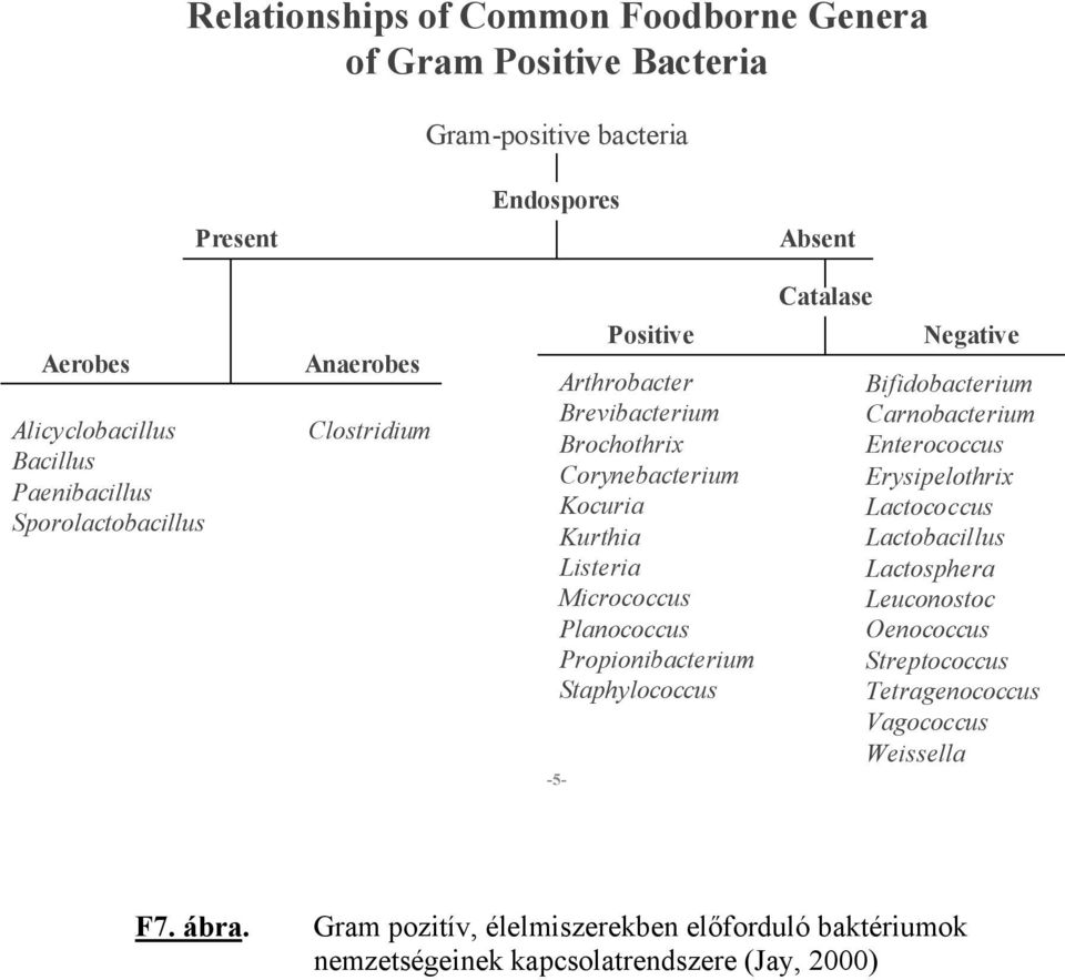 Planococcus Propionibacterium Staphylococcus Negative Bifidobacterium Carnobacterium Enterococcus Erysipelothrix Lactococcus Lactobacillus Lactosphera Leuconostoc