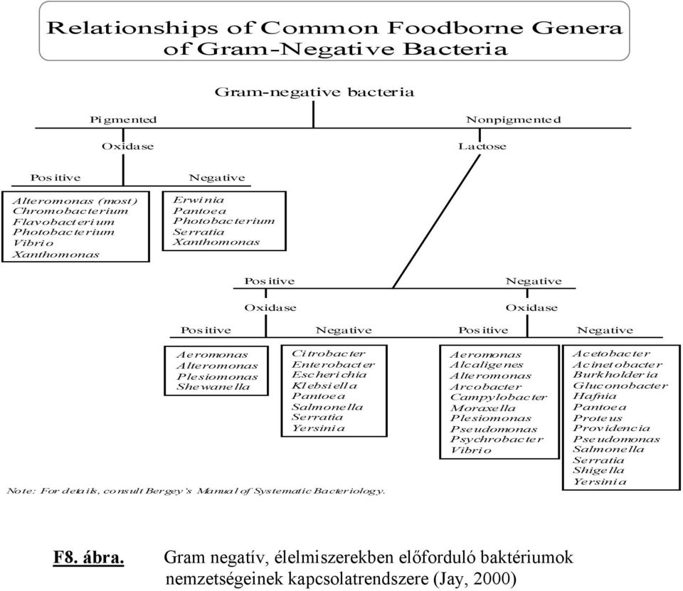 Aeromonas Alteromonas Plesiomonas Shewanella Citrobacter Enterobacter Escherichia Klebsiell a Pantoea Salmonella Serratia Yersinia Note: For details, consult Bergey s Manual of Systematic