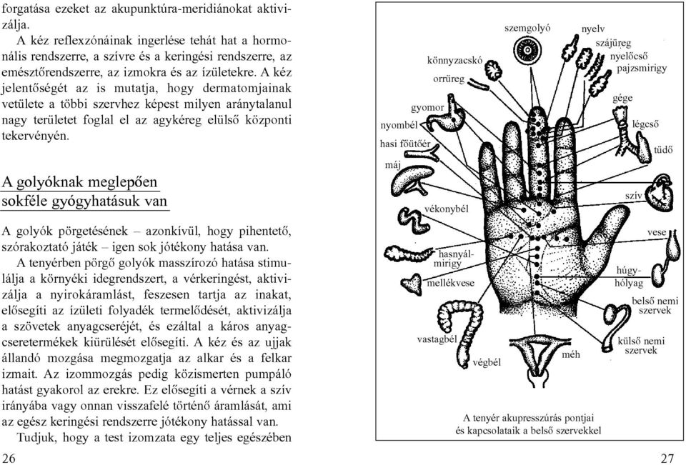 A kéz jelentõségét az is mutatja, hogy dermatomjainak vetülete a többi szervhez képest milyen aránytalanul nagy területet foglal el az agykéreg elülsõ központi tekervényén.