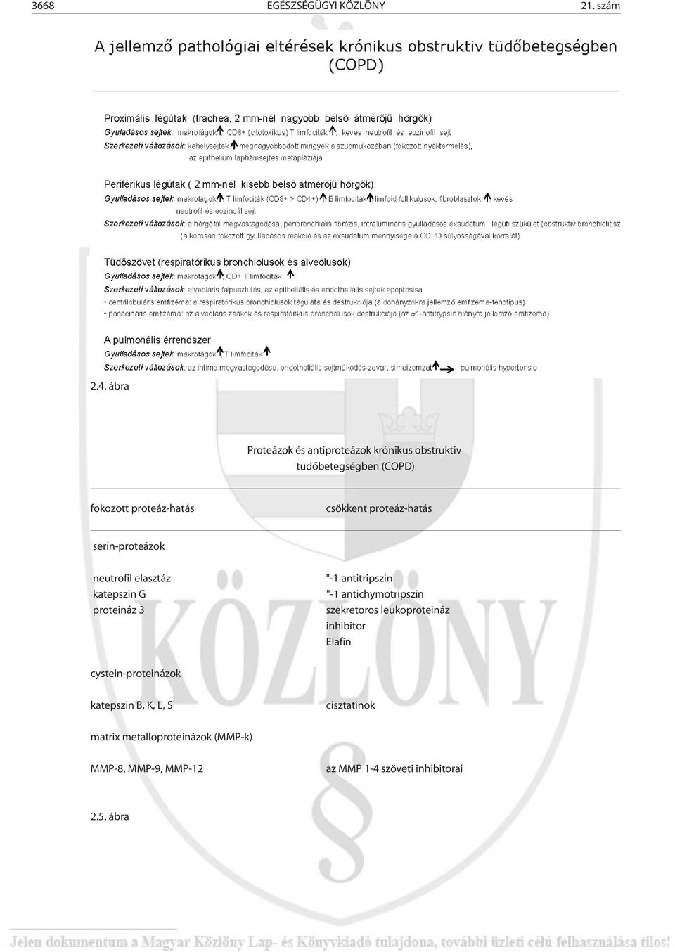 proteáz-hatás serin-proteázok neutrofil elasztáz katepszin G proteináz 3 "-1 antitripszin "-1 antichymotripszin