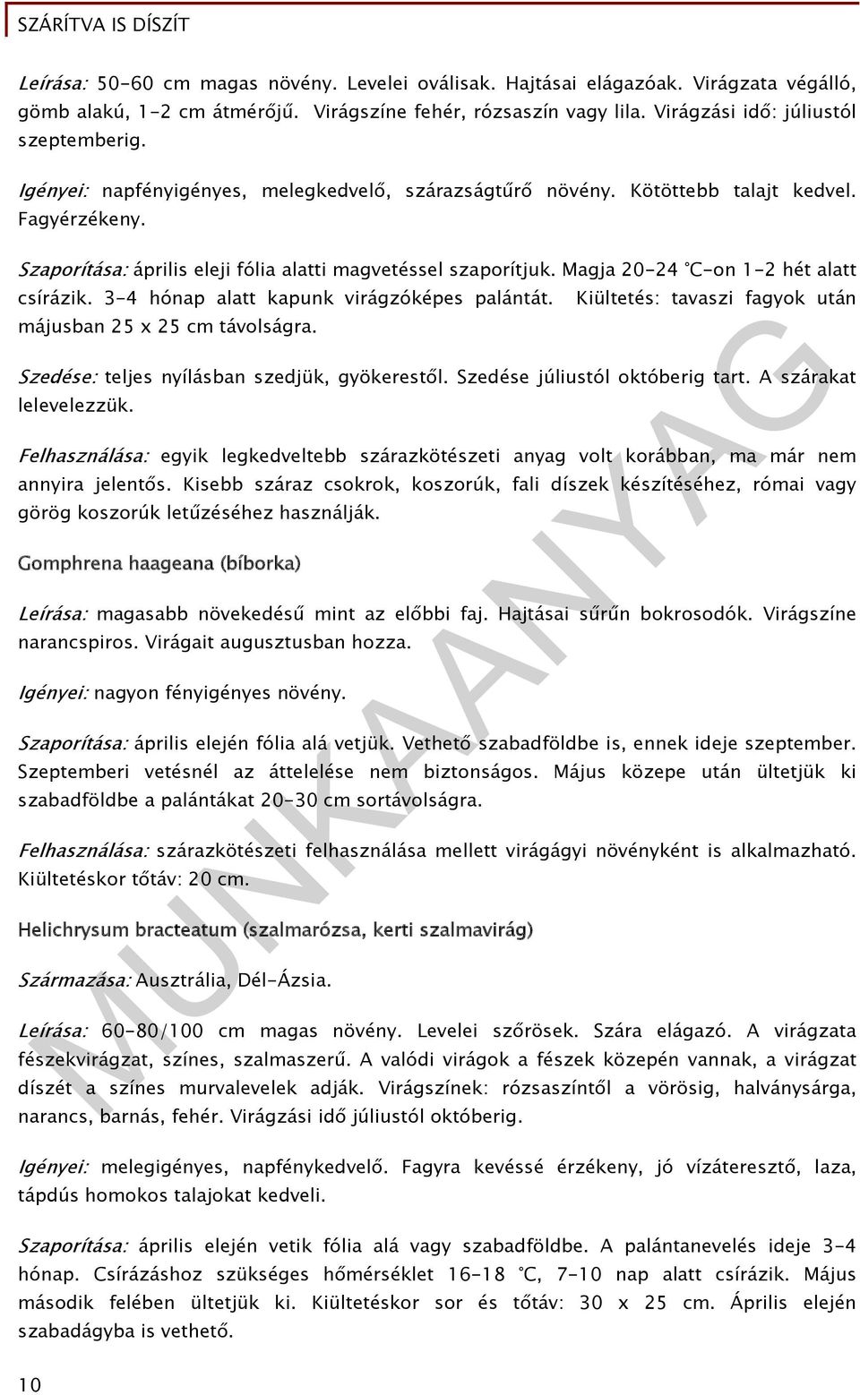 Magja 20-24 C-on 1-2 hét alatt csírázik. 3-4 hónap alatt kapunk virágzóképes palántát. Kiültetés: tavaszi fagyok után májusban 25 x 25 cm távolságra. Szedése: teljes nyílásban szedjük, gyökerestől.