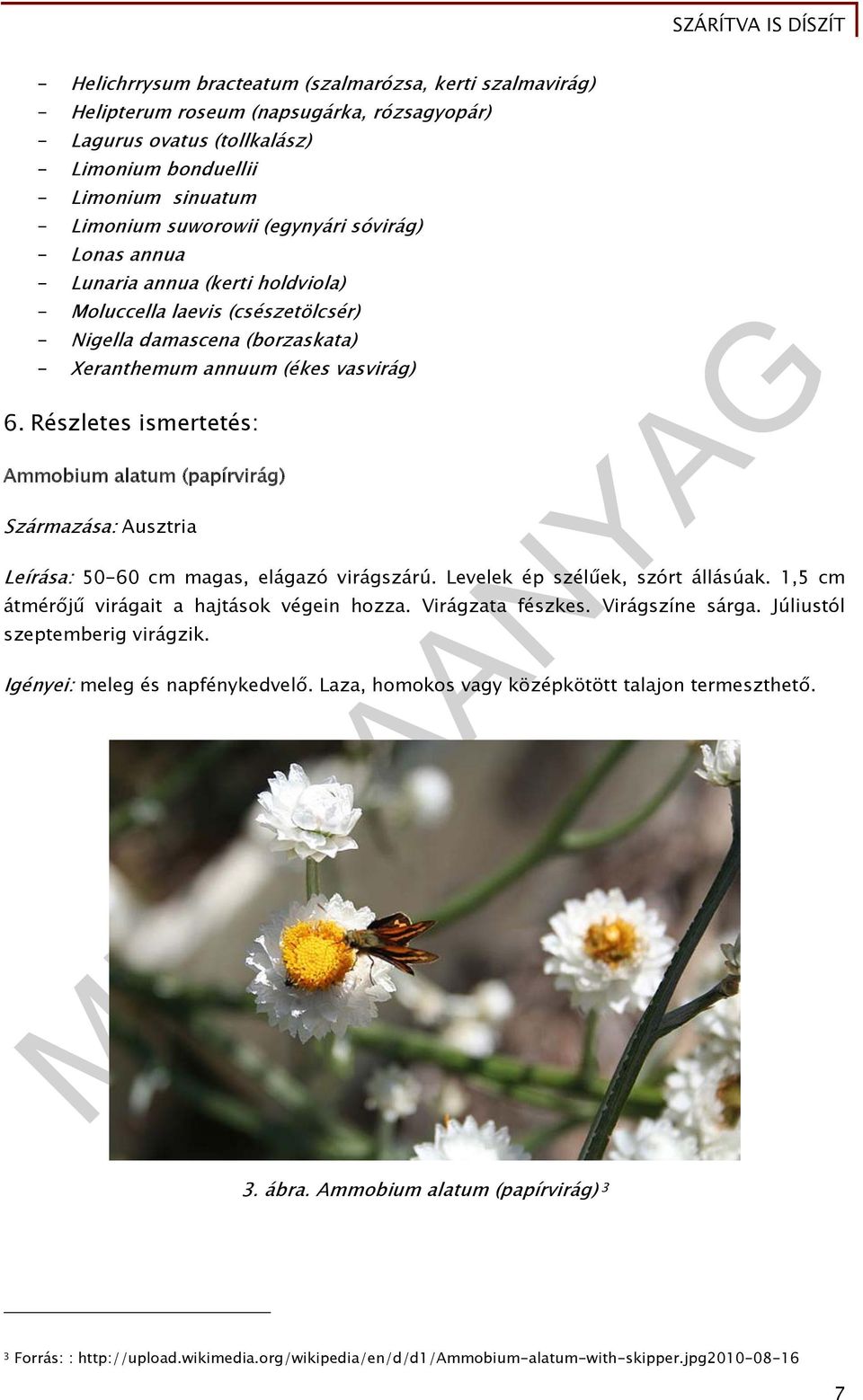 Részletes ismertetés: Ammobium alatum (papírvirág) Származása: Ausztria Leírása: 50-60 cm magas, elágazó virágszárú. Levelek ép szélűek, szórt állásúak.