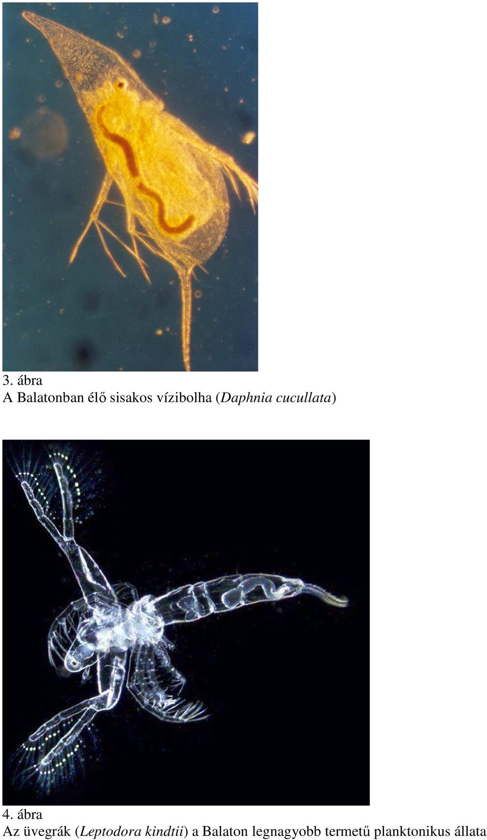 ábra Az üvegrák (Leptodora kindtii) a