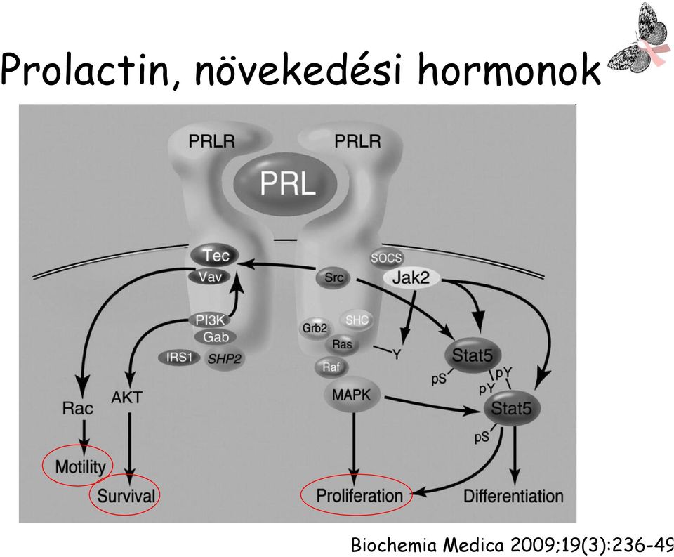 hormonok