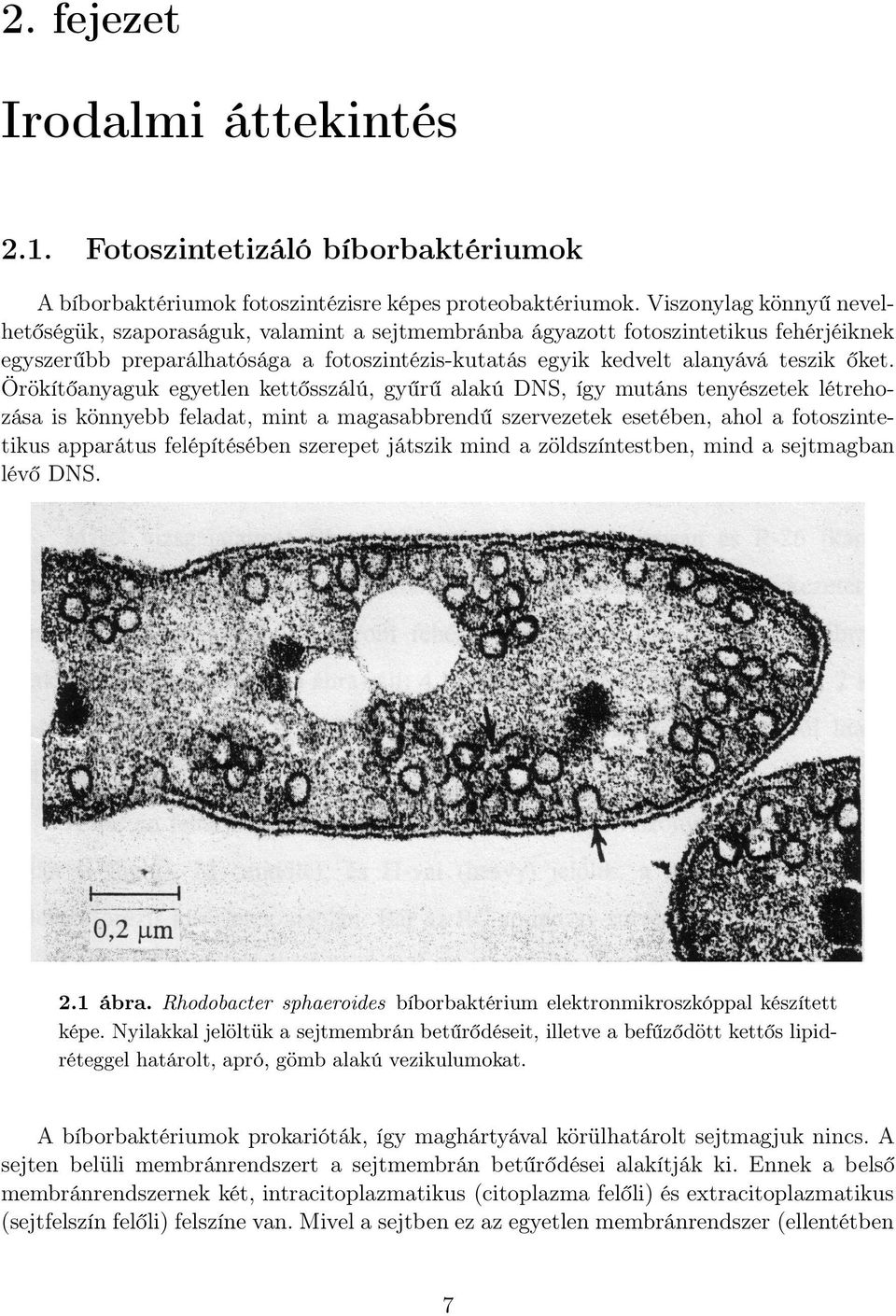 Örökítőanyaguk egyetlen kettősszálú, gyűrű alakú DNS, így mutáns tenyészetek létrehozása is könnyebb feladat, mint a magasabbrendű szervezetek esetében, ahol a fotoszintetikus apparátus felépítésében