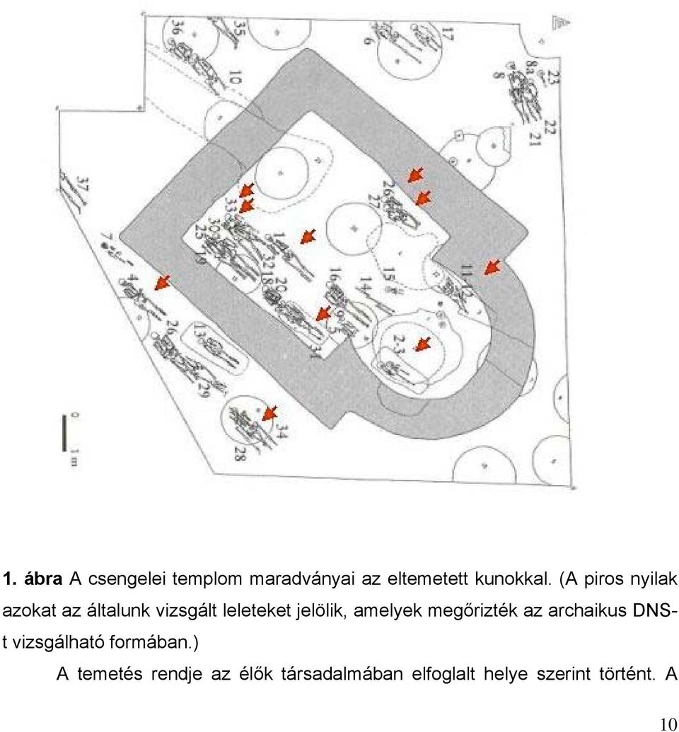 amelyek megőrizték az archaikus DNSt vizsgálható formában.