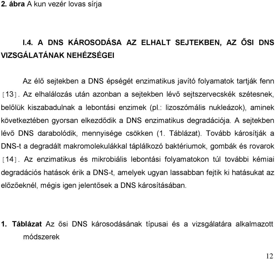 : lizoszómális nukleázok), aminek következtében gyorsan elkezdődik a DNS enzimatikus degradációja. A sejtekben lévő DNS darabolódik, mennyisége csökken (1. Táblázat).