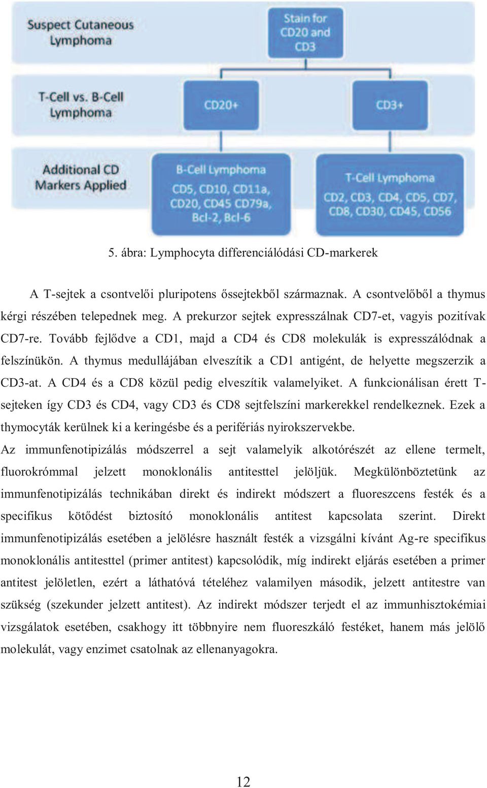 A thymus medullájában elveszítik a CD1 antigént, de helyette megszerzik a CD3-at. A CD4 és a CD8 közül pedig elveszítik valamelyiket.