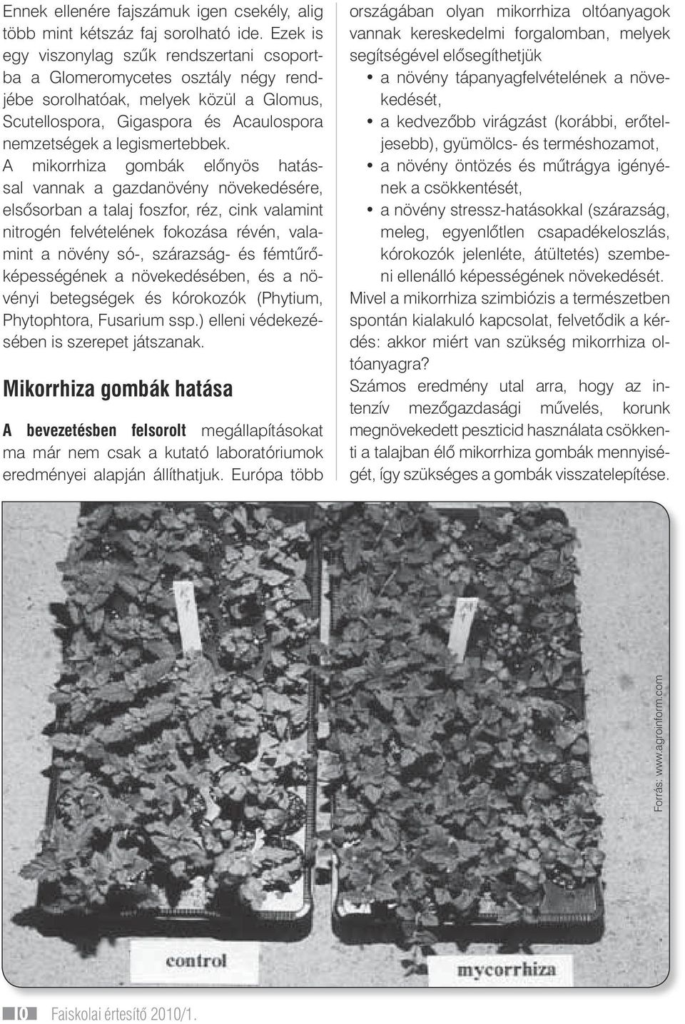 A mikorrhiza gombák elônyös hatással vannak a gazdanövény növekedésére, elsôsorban a talaj foszfor, réz, cink valamint nitrogén felvételének fokozása révén, valamint a növény só-, szárazság- és