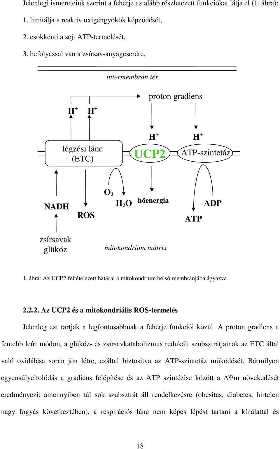 intermembrán tér H + H + proton gradiens légzési lánc (ETC) H + H + UCP2 ATP-szintetáz NADH ROS O 2 H 2 O hıenergia ATP ADP zsírsavak glükóz mitokondrium mátrix 1.