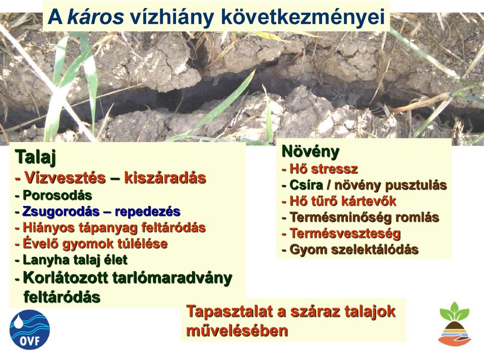 Korlátozott tarlómaradvány feltáródás Növény - Hő stressz - Csíra / növény pusztulás - Hő tűrő