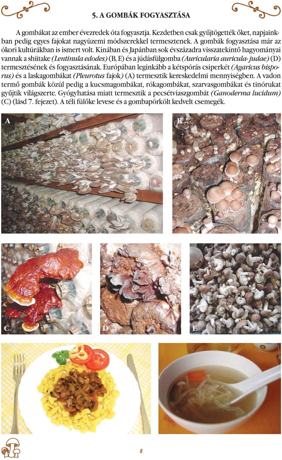 Kínában és Japánban sok évszázadra visszatekintő hagyományai vannak a shiitake (Lentinula edodes) (B, E) és a júdásfülgomba (Auricularia auricula- judae) (D) termesztésének és fogyasztásának.