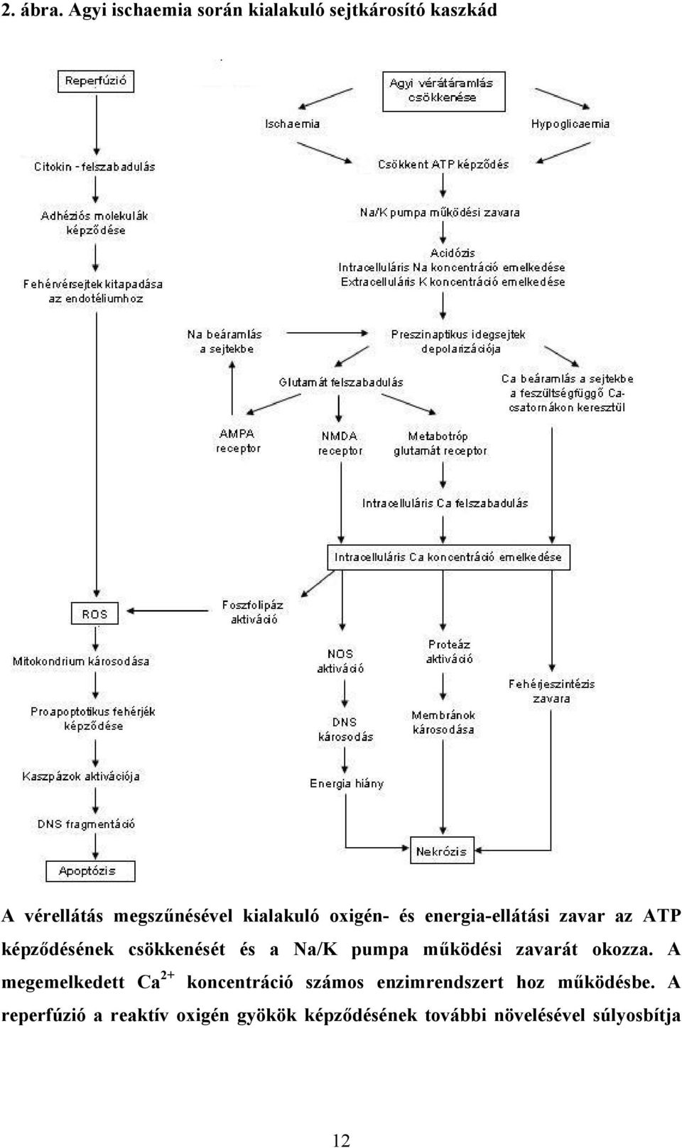 oxigén- és energia-ellátási zavar az ATP képződésének csökkenését és a Na/K pumpa működési