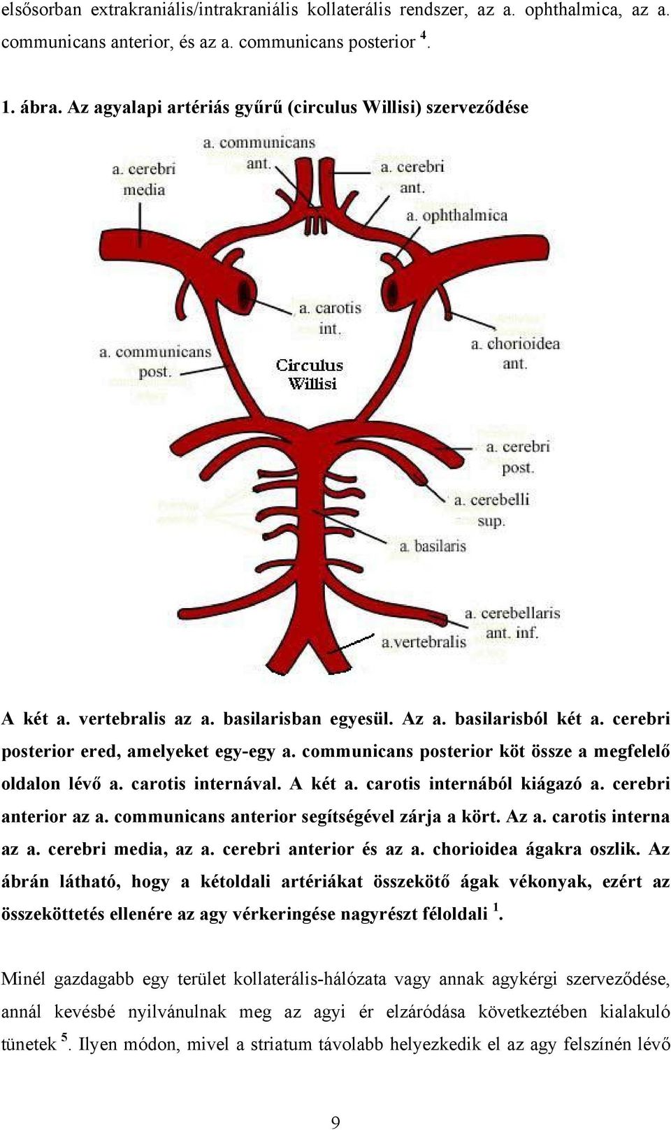 communicans posterior köt össze a megfelelő oldalon lévő a. carotis internával. A két a. carotis internából kiágazó a. cerebri anterior az a. communicans anterior segítségével zárja a kört. Az a.