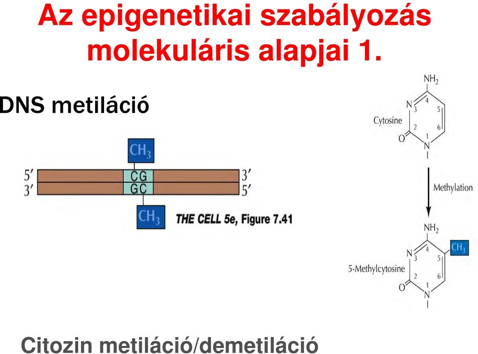 metiláció molekuláris