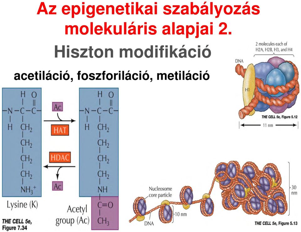 alapjai 2.