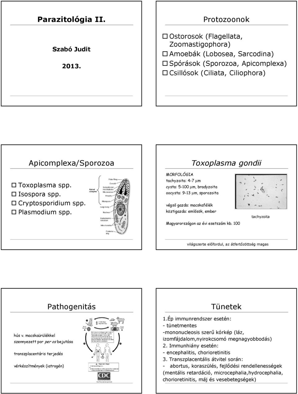Isospora spp. Cryptosporidium spp. Plasmodium spp.