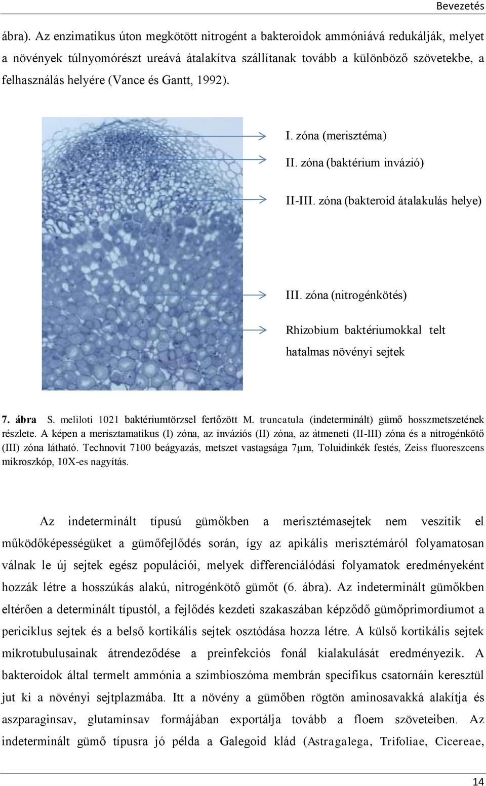 és Gantt, 1992). I. zóna (merisztéma) II. zóna (baktérium invázió) II-III. zóna (bakteroid átalakulás helye) III. zóna (nitrogénkötés) Rhizobium baktériumokkal telt hatalmas növényi sejtek 7. ábra S.