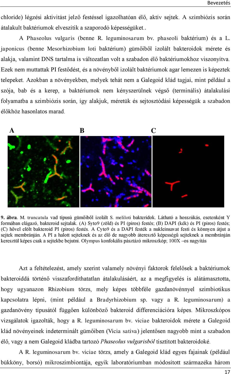 japonicus (benne Mesorhizobium loti baktérium) gümőiből izolált bakteroidok mérete és alakja, valamint DNS tartalma is változatlan volt a szabadon élő baktériumokhoz viszonyítva.