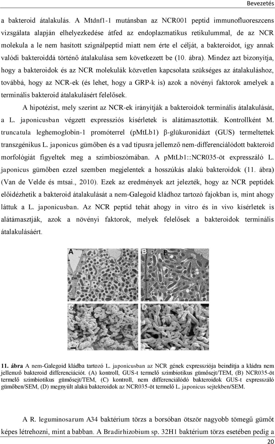 célját, a bakteroidot, így annak valódi bakteroiddá történő átalakulása sem következett be (10. ábra).