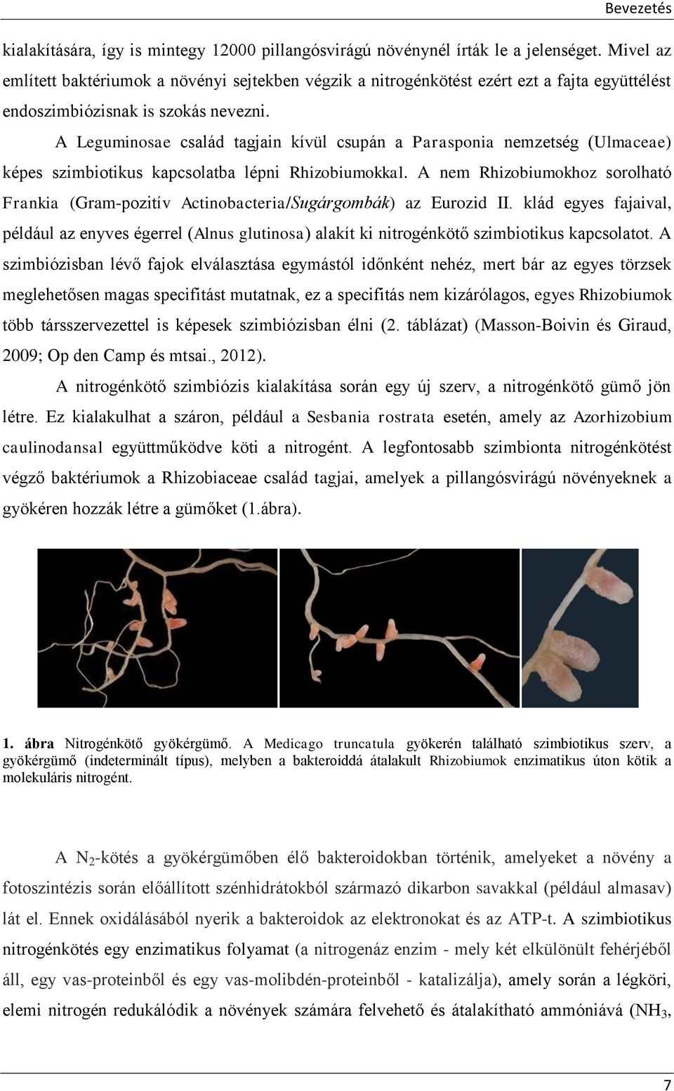A Leguminosae család tagjain kívül csupán a Parasponia nemzetség (Ulmaceae) képes szimbiotikus kapcsolatba lépni Rhizobiumokkal.