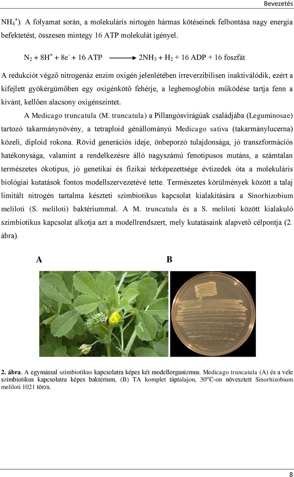 fehérje, a leghemoglobin működése tartja fenn a kívánt, kellően alacsony oxigénszintet. A Medicago truncatula (M.