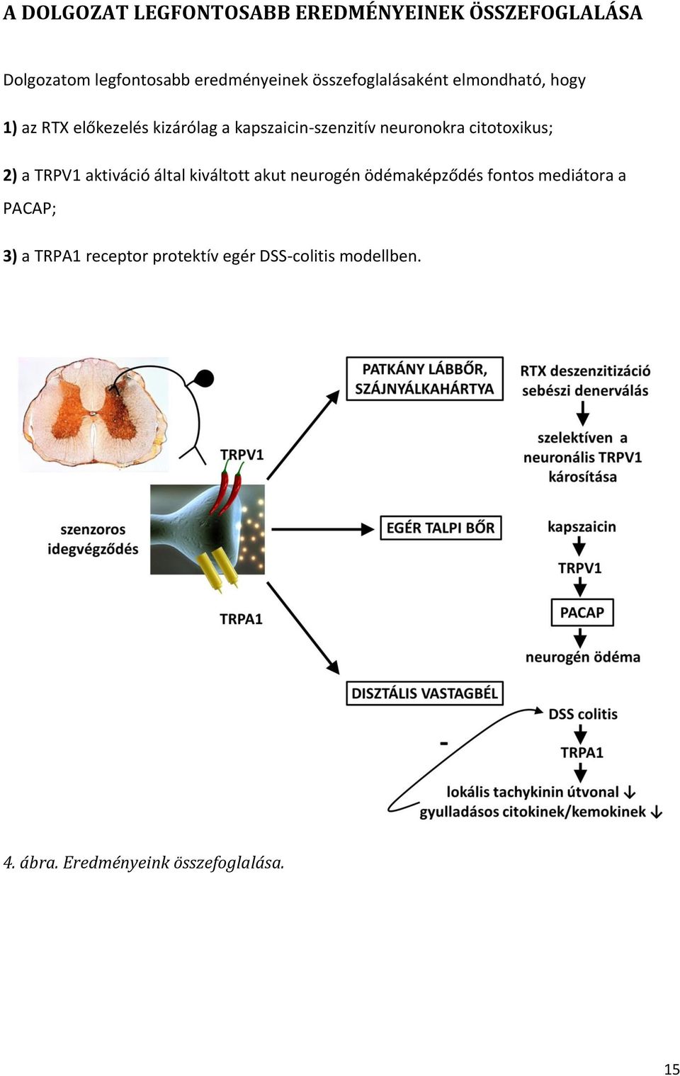 neuronokra citotoxikus; 2) a TRPV1 aktiváció által kiváltott akut neurogén ödémaképződés fontos