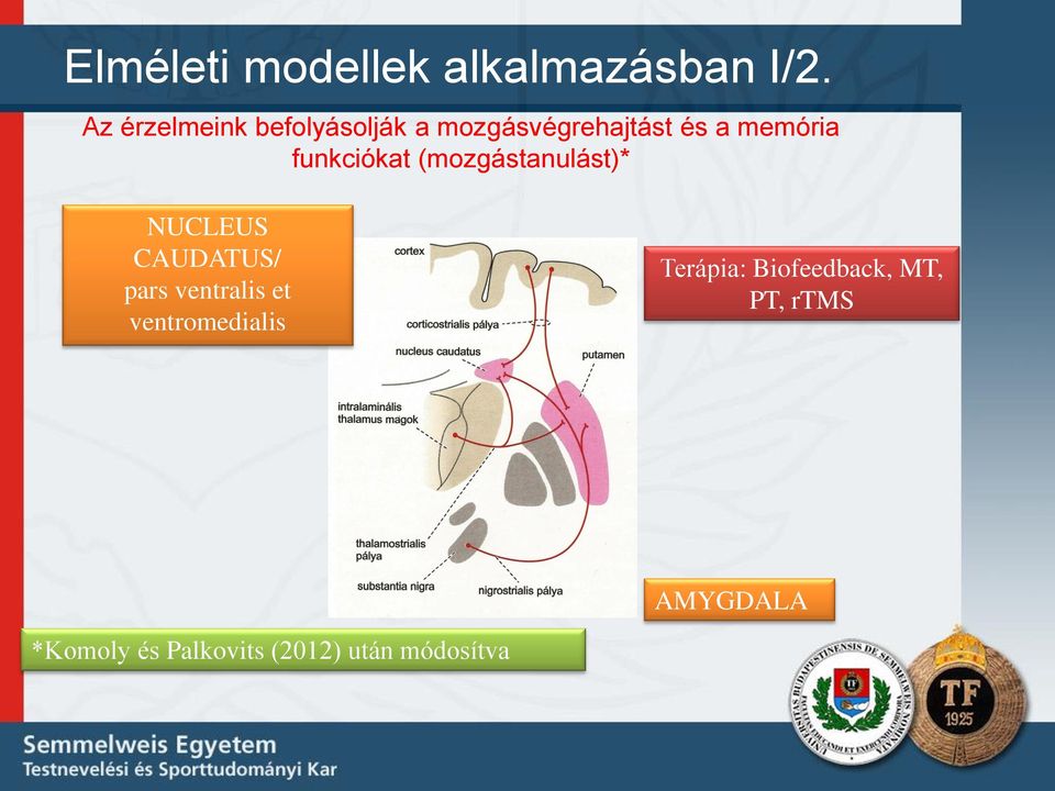 funkciókat (mozgástanulást)* NUCLEUS CAUDATUS/ pars ventralis et