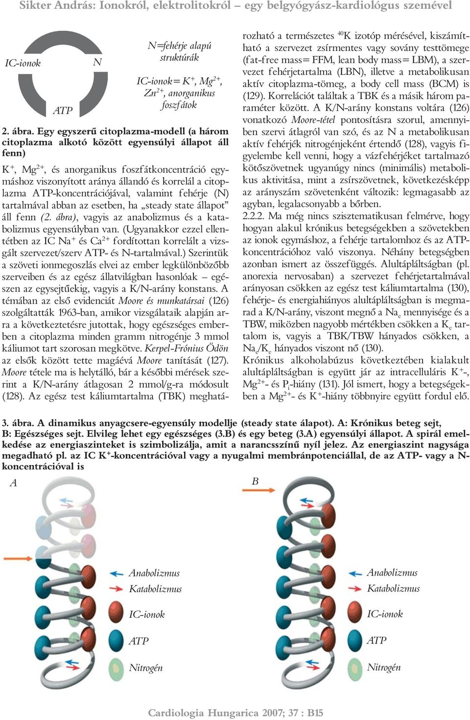 citoplazma ATP-koncentrációjával, valamint fehérje (N) tartalmával abban az esetben, ha steady state állapot áll fenn (2. ábra), vagyis az anabolizmus és a katabolizmus egyensúlyban van.