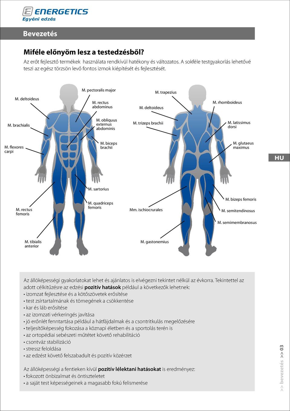 brachialis M. obliquus externus abdominis M. trizeps brachii M. latissimus dorsi M. flexores carpi M. biceps brachii M. glutaeus maximus M. sartorius M. rectus femoris M. quadriceps femoris Mm.