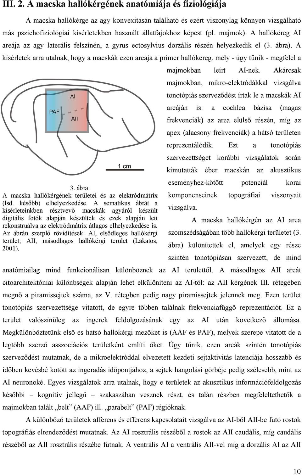 képest (pl. majmok). A hallókéreg AI areája az agy laterális felszínén, a gyrus ectosylvius dorzális részén helyezkedik el (3. ábra).
