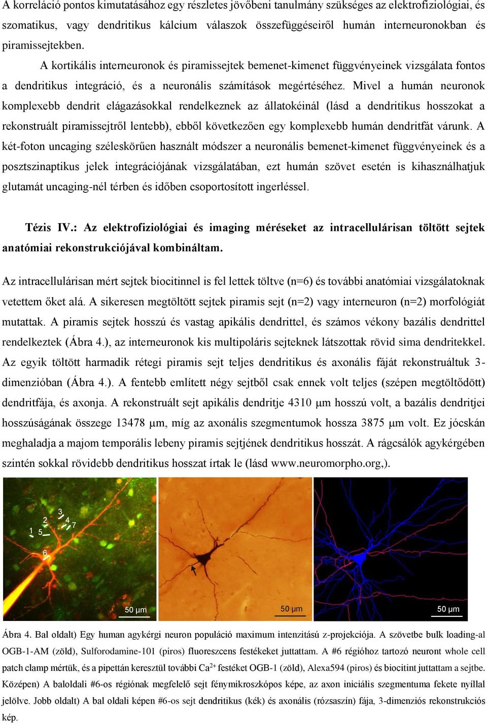 Mivel a humán neuronok komplexebb dendrit elágazásokkal rendelkeznek az állatokéinál (lásd a dendritikus hosszokat a rekonstruált piramissejtről lentebb), ebből következően egy komplexebb humán