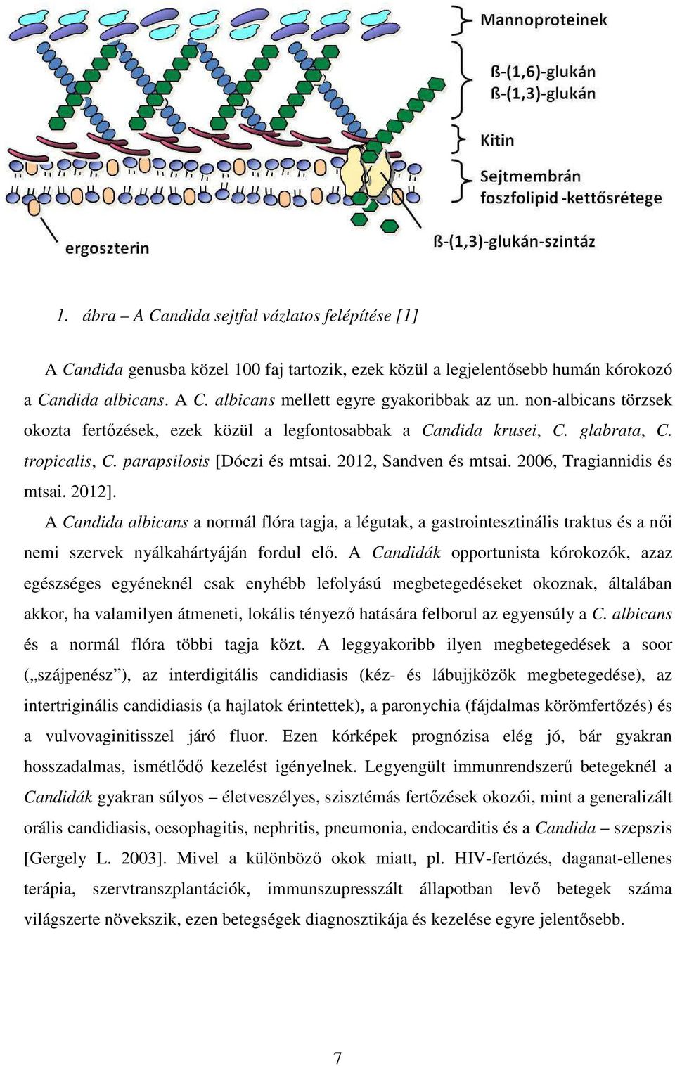 2012]. A Candida albicans a normál flóra tagja, a légutak, a gastrointesztinális traktus és a női nemi szervek nyálkahártyáján fordul elő.