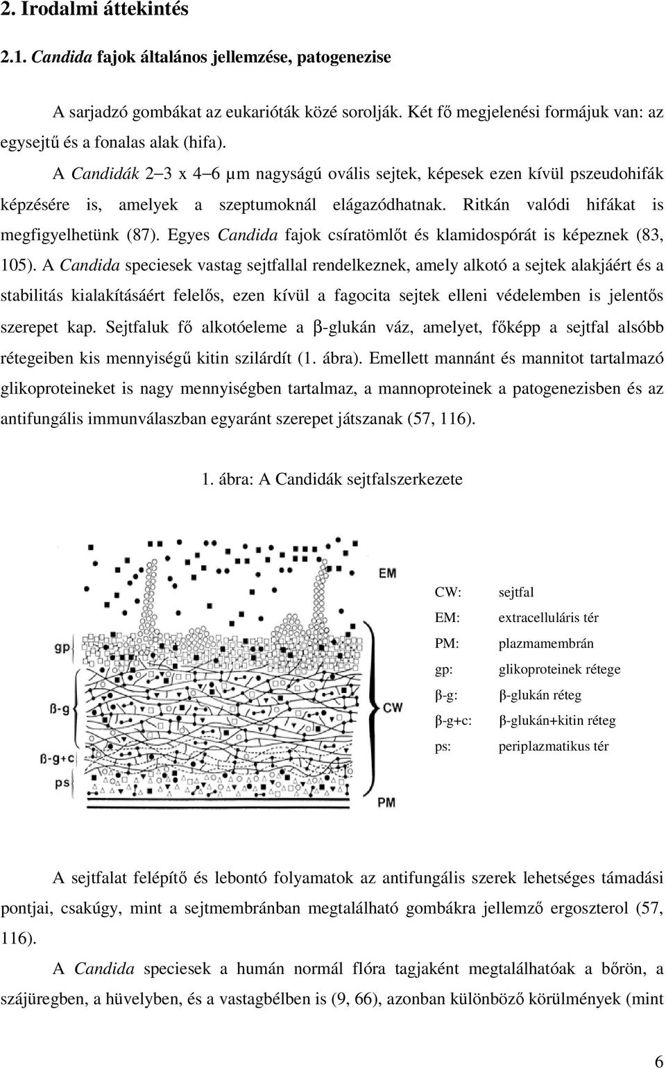 Egyes Candida fajok csíratömlıt és klamidospórát is képeznek (83, 105).