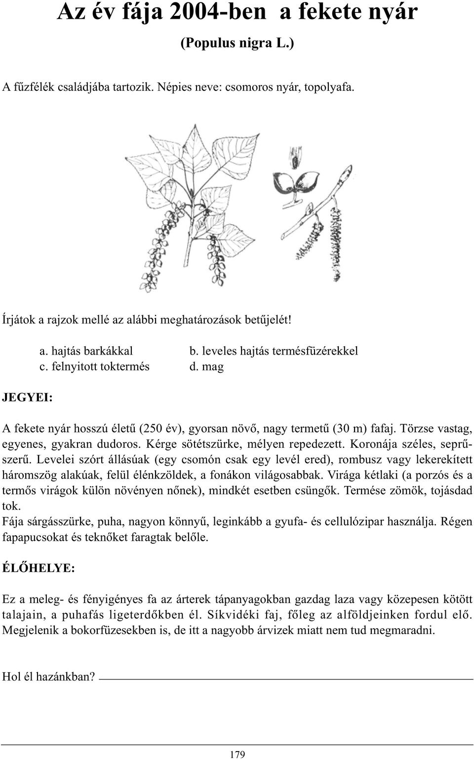 Törzse vastag, egyenes, gyakran dudoros. Kérge sötétszürke, mélyen repedezett. Koronája széles, seprûszerû.