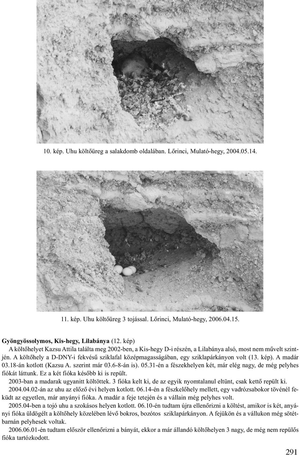 A költõhely a D-DNY-i fekvésû sziklafal középmagasságában, egy sziklapárkányon volt (13. kép). A madár 03.18-án kotlott (Kazsu A. szerint már 03.6-8-án is). 05.