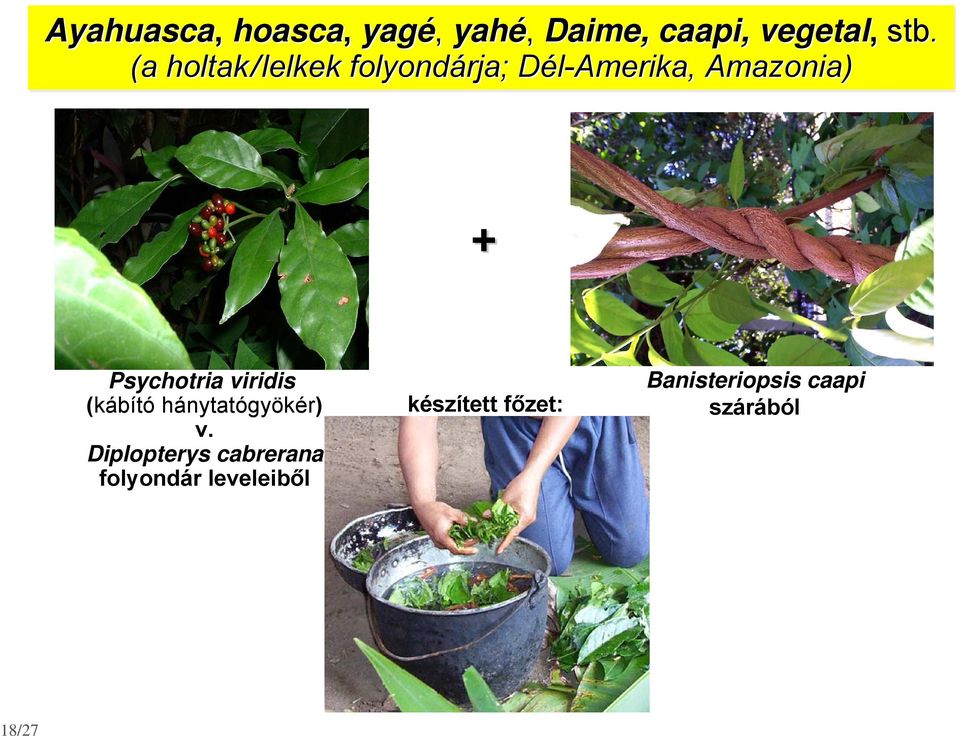 Psychotria viridis (kábító hánytatógyökér) v.